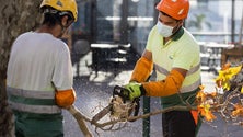 Imagem de Limpeza de árvores interrompe trânsito na Estrada Monumental