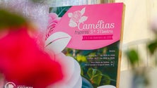 Imagem de 3.ª Mostra das Camélias nos Prazeres