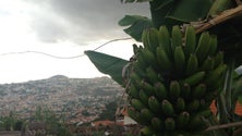 Imagem de Alunos da escola da Calheta transformam banana em farinha ( video)