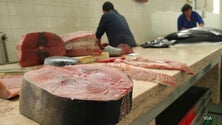 Imagem de Atum sem saída na Praça do Peixe (vídeo)