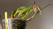 Imagem de Orquídea Xavelha é a nova flor da Madeira (vídeo)