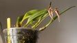 Orquídea Xavelha é a nova flor da Madeira (vídeo)