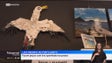Imagem de Casal converte lixo marinho em artesanato no Porto Santo (vídeo)