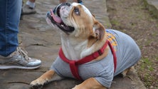 Imagem de Funchal lança campanha de vacinação de cães