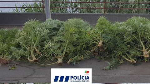 Imagem de Detenções por tráfico de droga na Ribeira Brava e na Calheta