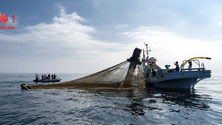 Imagem de Maioria das embarcações de pesca na Madeira sem condições
