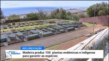 150 mil plantas cultivadas para garantir a reflorestação das serras (vídeo)