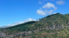 Imagem de Madeira limpou mais de 1.600 hectares de floresta nos últimos seis anos (áudio)