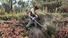 Imagem de Autoridade Tributária notifica contribuintes para limpeza de terrenos
