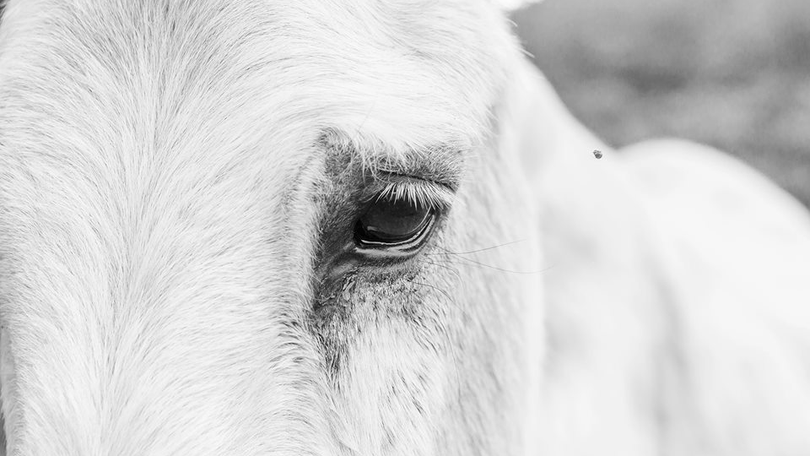 Imagem de Dia do Burro