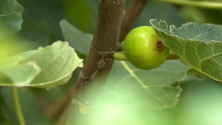 Imagem de Produtor de fruta projeta fábrica para diversificar a oferta (Vídeo)