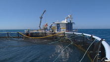 Imagem de Produção em aquacultura cresceu 50% (vídeo)