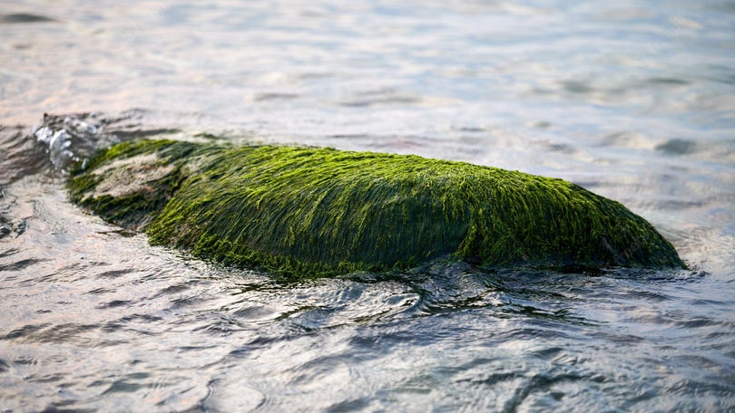 Investigadores pedem que sejam reportadas concentrações de algas na costa portuguesa