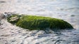 Investigadores pedem que sejam reportadas concentrações de algas na costa portuguesa