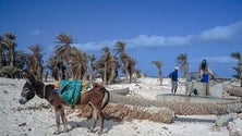 Imagem de Burros invadem cidade na Ilha da Boa Vista, em Cabo Verde, à procura de água e alimentos