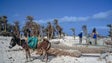 Burros invadem cidade na Ilha da Boa Vista, em Cabo Verde, à procura de água e alimentos