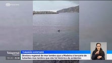 Imagem de Madeira é um berçário de tubarões (vídeo)