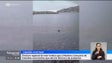 Imagem de Madeira é um berçário de tubarões (vídeo)