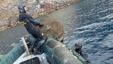 Imagem de Pesca por armadilha proibida nas Desertas (vídeo)