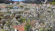 Imagem de Roteiro das Cerejeiras em Flor no Jardim da Serra (áudio)