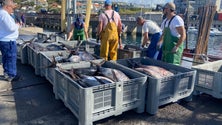 Porto do Caniçal recebeu esta terça-feira a primeira grande descarga de atum do ano (vídeo)