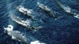 Imagem de Observatório Oceânico da Madeira ambiciona integrar rede europeia