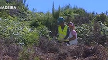 Imagem de Secretaria do Ambiente limpa 120 hectares no Paul da Serra (Vídeo)