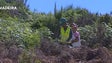 Imagem de Secretaria do Ambiente limpa 120 hectares no Paul da Serra (Vídeo)