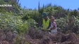 Secretaria do Ambiente limpa 120 hectares no Paul da Serra (Vídeo)