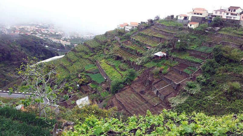 Imagem de Regime de apoio à agricultura familiar publicado hoje