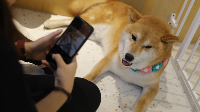 Imagem de Marcelo promulga diploma do Governo que cria Provedor do Animal