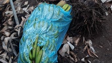 Imagem de Vento e granizo destroem plantações de banana