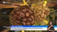 Imagem de Comerciantes recorrem a castanha importada por quebra de produção (vídeo)