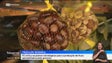 Comerciantes recorrem a castanha importada por quebra de produção (vídeo)