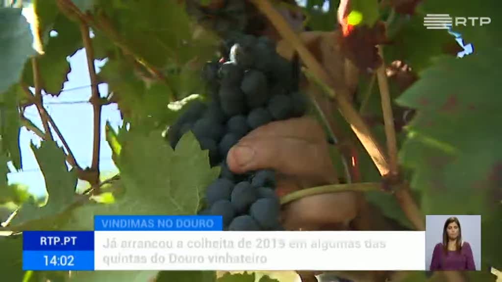 Vindimas. Falta de m�o de obra preocupa produtores