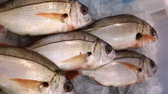 Imagem de Açores mantém quota de goraz no próximo ano
