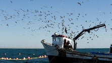 Autorizada pesca de mais 250 toneladas de atum patudo