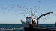 Imagem de Autorizada pesca de mais 250 toneladas de atum patudo