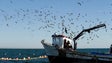 Autorizada pesca de mais 250 toneladas de atum patudo