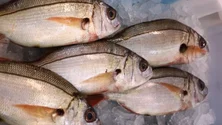 Imagem de Governo suspende pesca do goraz (Som)
