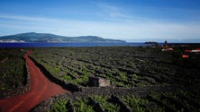 Pico procura valorizar os vinhos (Vídeo)