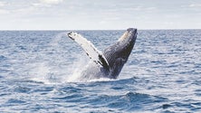 Imagem de Dia Mundial dos Oceanos assinala importância da inovação para a sustentabilidade