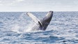 Imagem de Dia Mundial dos Oceanos assinala importância da inovação para a sustentabilidade