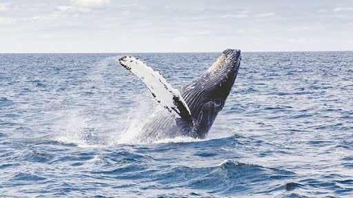 Imagem de Dia Mundial dos Oceanos assinala importância da inovação para a sustentabilidade