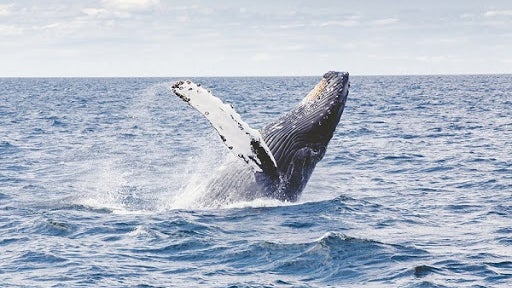 Dia Mundial dos Oceanos assinala importância da inovação para a sustentabilidade