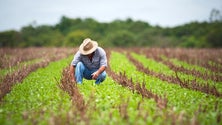 Imagem de Covid-19: Madeira adianta 3,3ME de apoios a 50 promotores de projetos agrícolas
