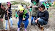Crianças ajudam a reflorestar serras de Santo António