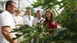 CDS promete ajudas da Europa para os agricultores da Madeira