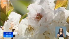 Imagem de Produtores de cereja acreditam que este ano a produção será melhor (vídeo)
