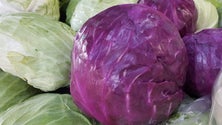 Imagem de Agricultura familiar com novas regras (Vídeo)